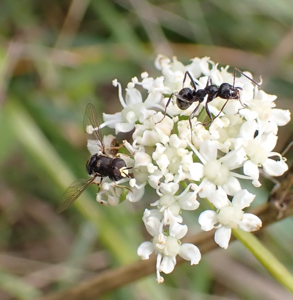 Paragus albifrons