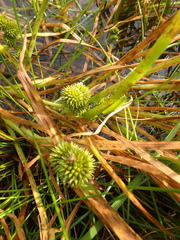 Sparganium glomeratum