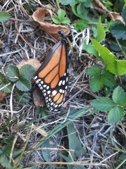 Danaus plexippus