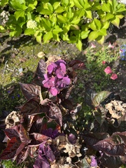 Hydrangea macrophylla