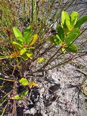 Laurophyllus capensis