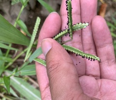 Paspalum pubiflorum