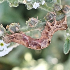 Acontia lucida