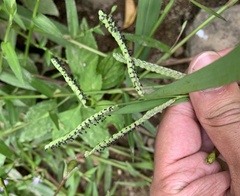 Paspalum pubiflorum