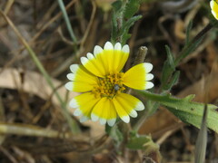 Layia platyglossa