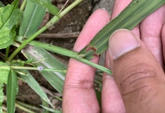 Paspalum pubiflorum