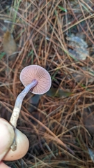 Agaricineae