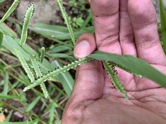 Paspalum pubiflorum