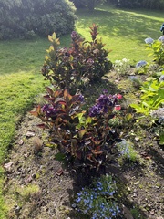 Hydrangea macrophylla