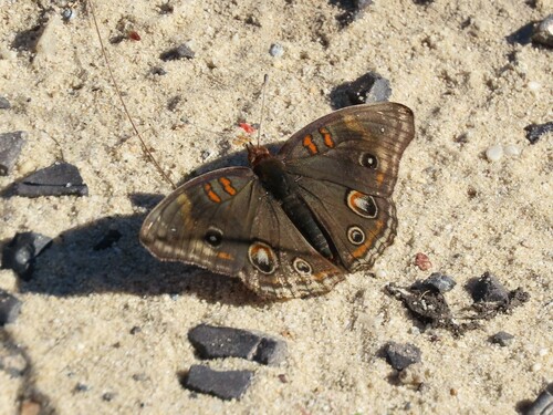 Common buckeye