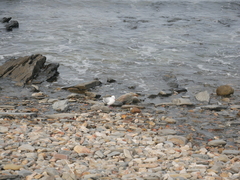 Chroicocephalus novaehollandiae novaehollandiae