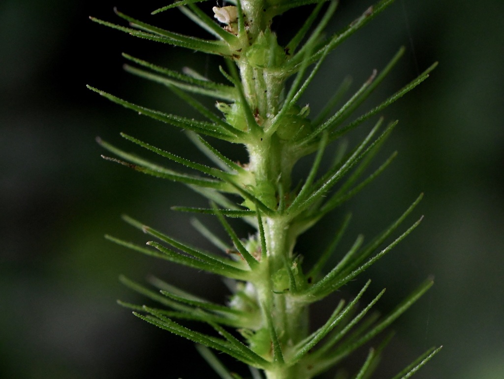 Acalypha carrascoana Cardiel 3