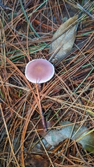 Agaricineae