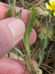 Layia platyglossa