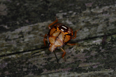 Podisus maculiventris