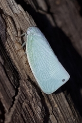 Flatormenis proxima