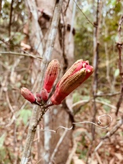 Passiflora glandulosa