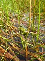 Sparganium glomeratum