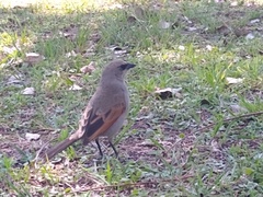 Agelaioides badius