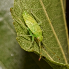 Pantilius tunicatus