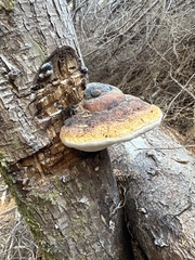 Fomitopsis mounceae