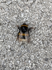 Bombus