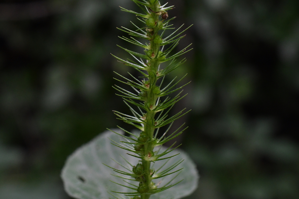 Acalypha carrascoana Cardiel 4