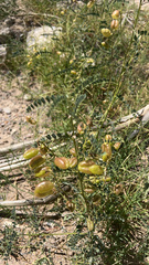 Astragalus allochrous