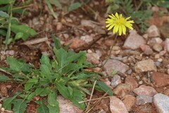 Crepis bursifolia
