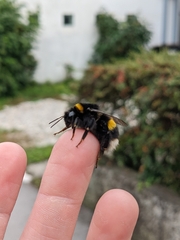Bombus