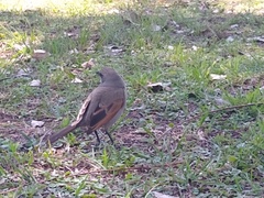 Agelaioides badius