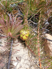 Protea witzenbergiana