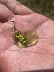Astragalus allochrous