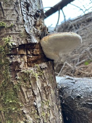 Fomitopsis mounceae