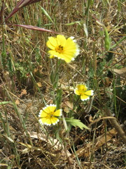 Layia platyglossa
