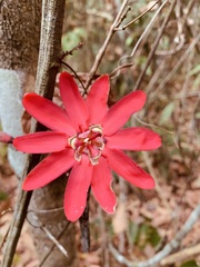 Passiflora glandulosa