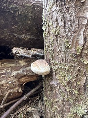 Fomitopsis mounceae