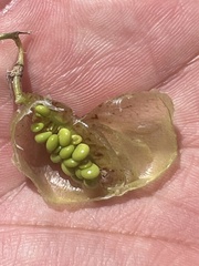 Astragalus allochrous