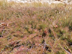 Protea witzenbergiana