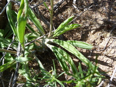 Tylecodon ventricosus
