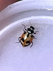 Hippodamia parenthesis