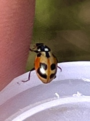 Hippodamia parenthesis