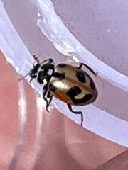 Hippodamia parenthesis