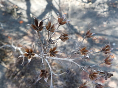 Tylecodon ventricosus