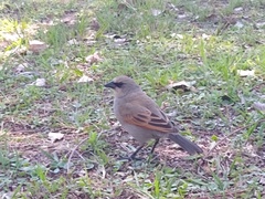 Agelaioides badius