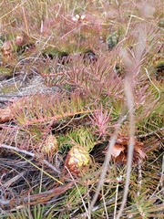 Protea witzenbergiana