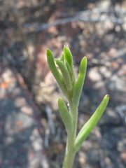 Tylecodon ventricosus