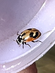 Hippodamia parenthesis