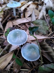 Stropharia aeruginosa