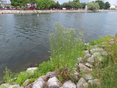 Eupatorium serotinum
